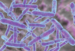 Bifidobacterium longum